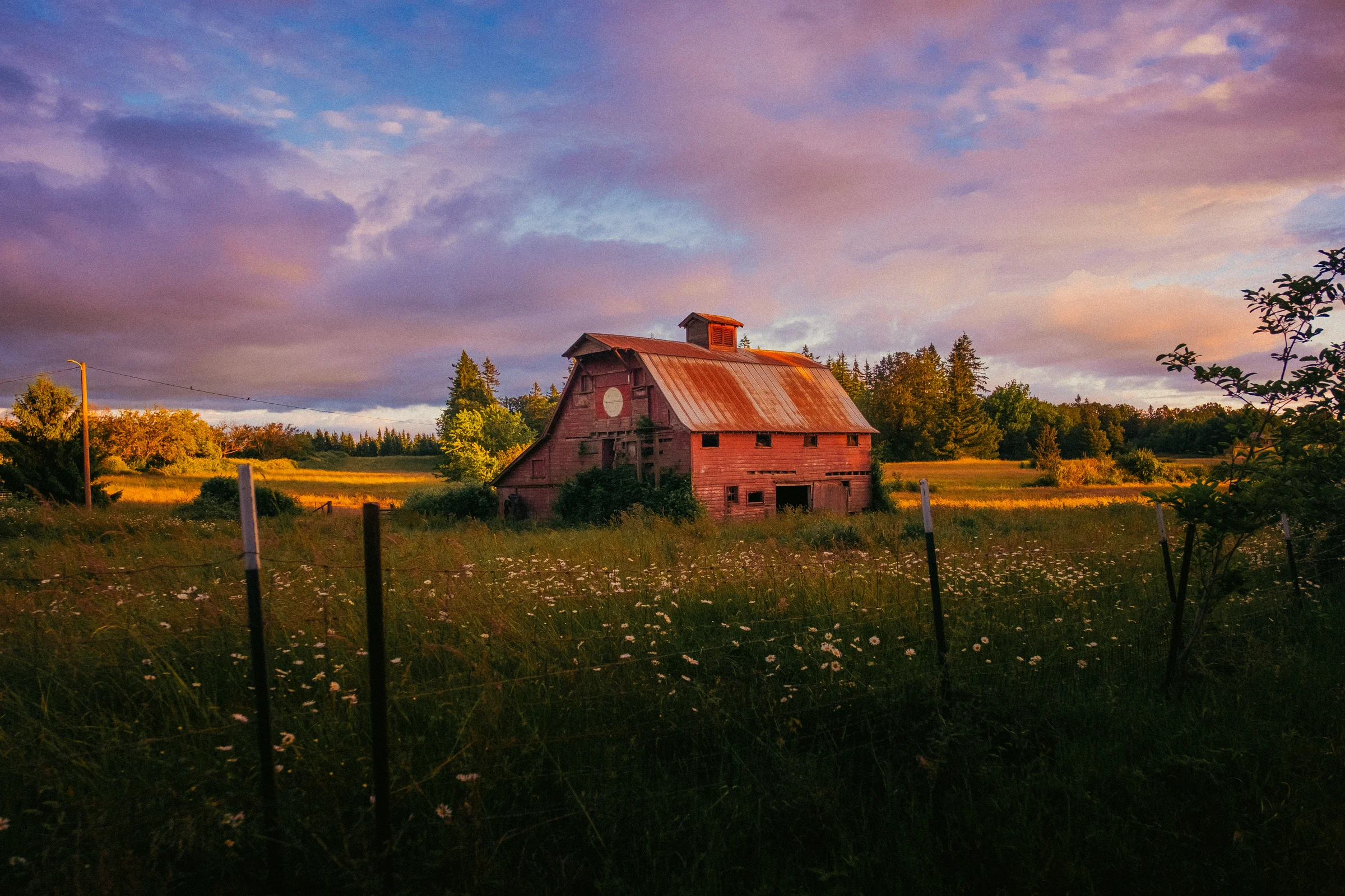 Old red barn at sunset behind a wildflower field, Vancouver WA
