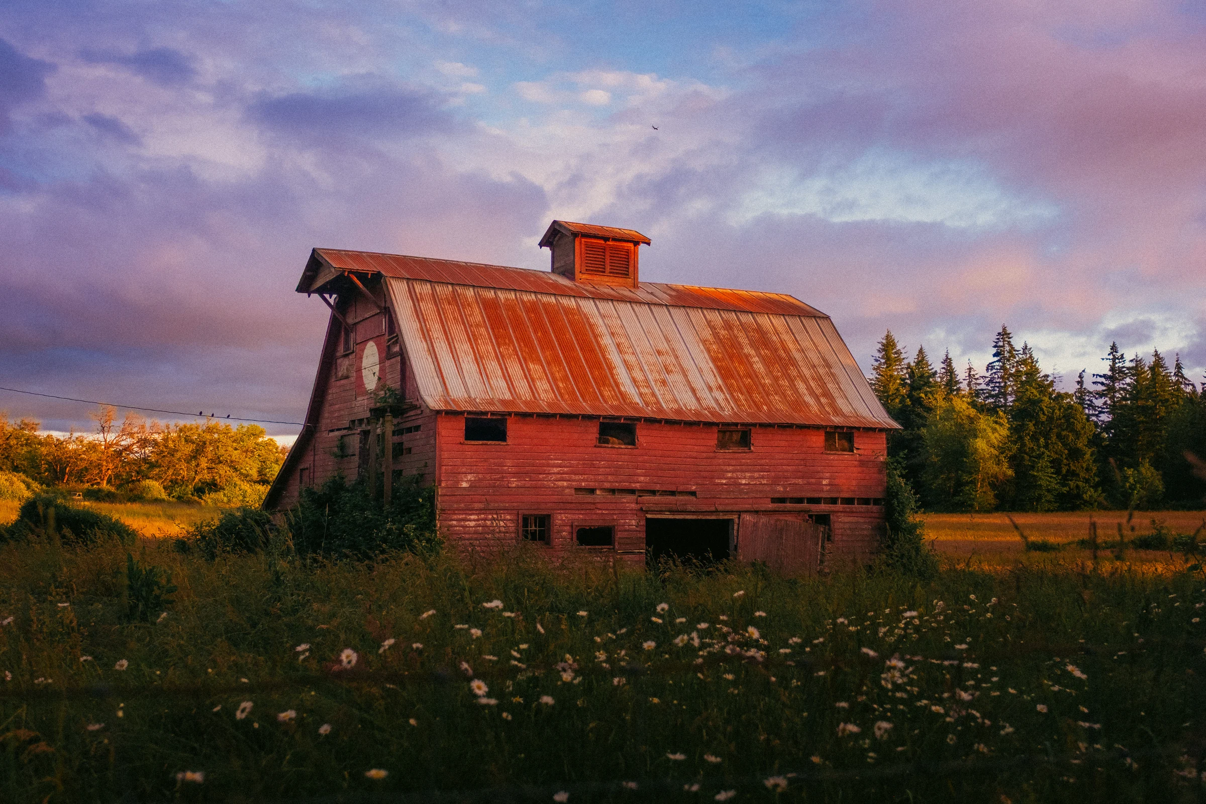 old red barn sunset washougal wa wildflowers june 2026