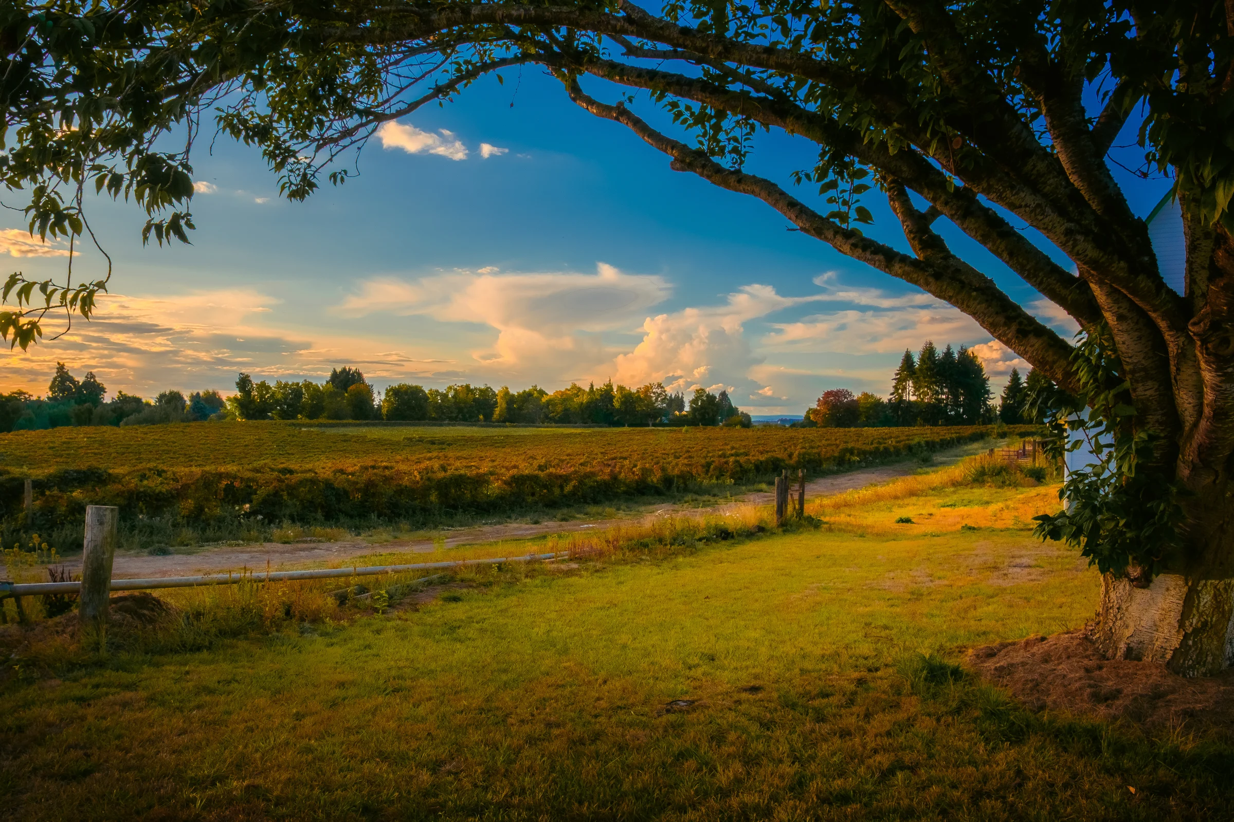 white barn ridgefield wa september 2026