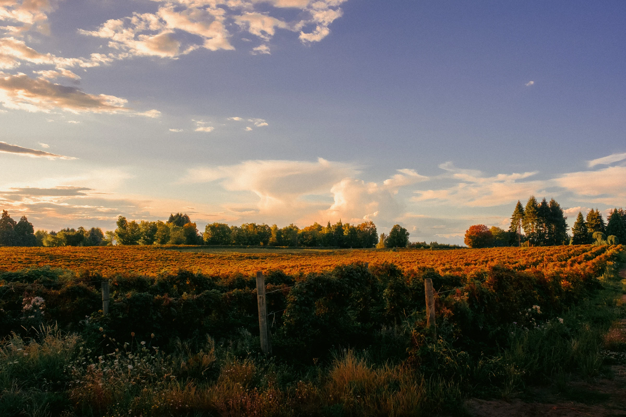 white barn ridgefield wa september 2026