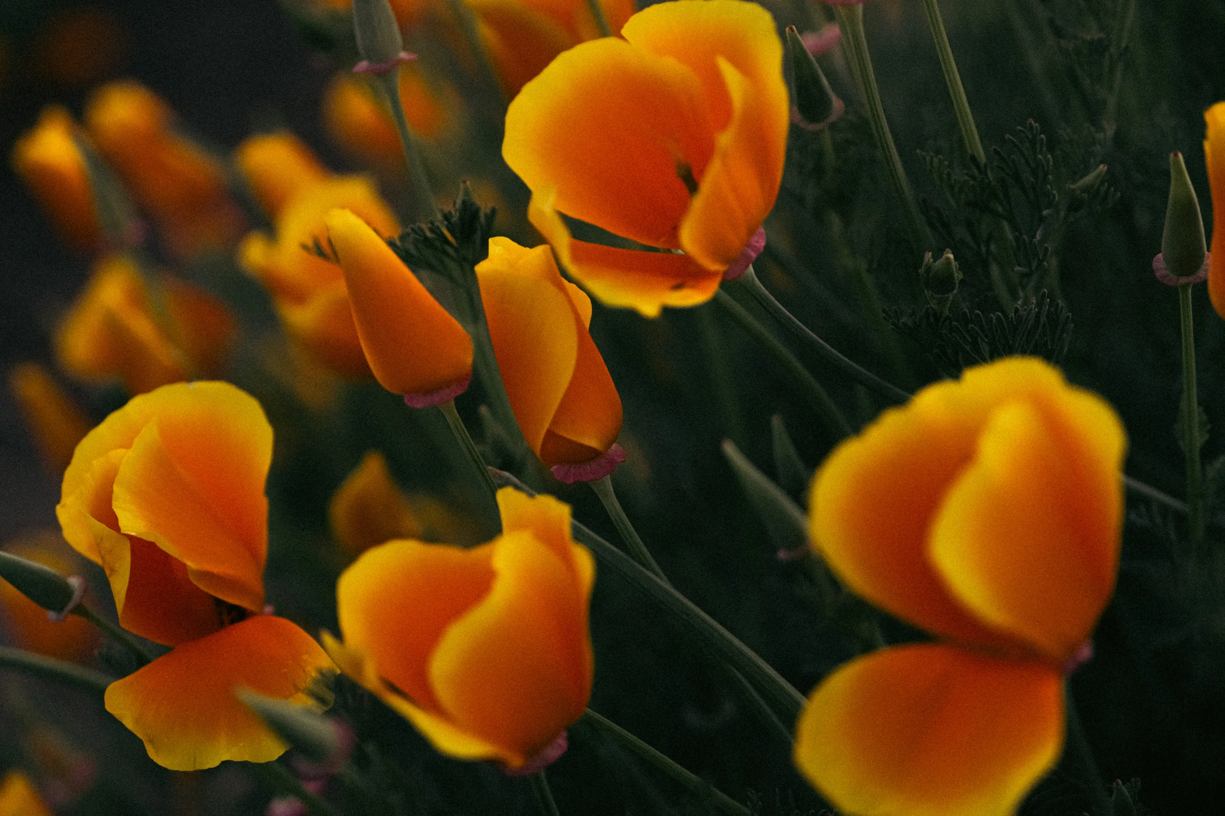ajphotosmonths2 6